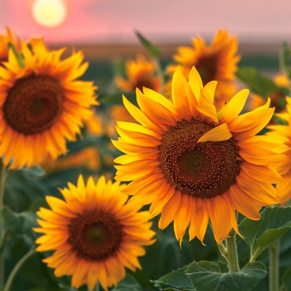 Meet the Posher Other - Moving Sale! Everything must go, make an offer!